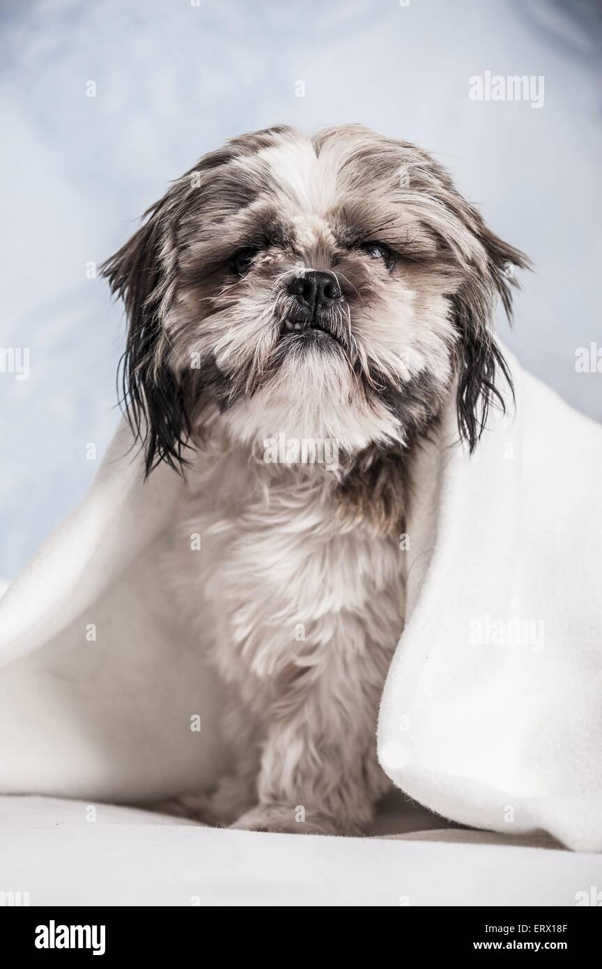 sitting Shih Tzu Stock Photo Alamy