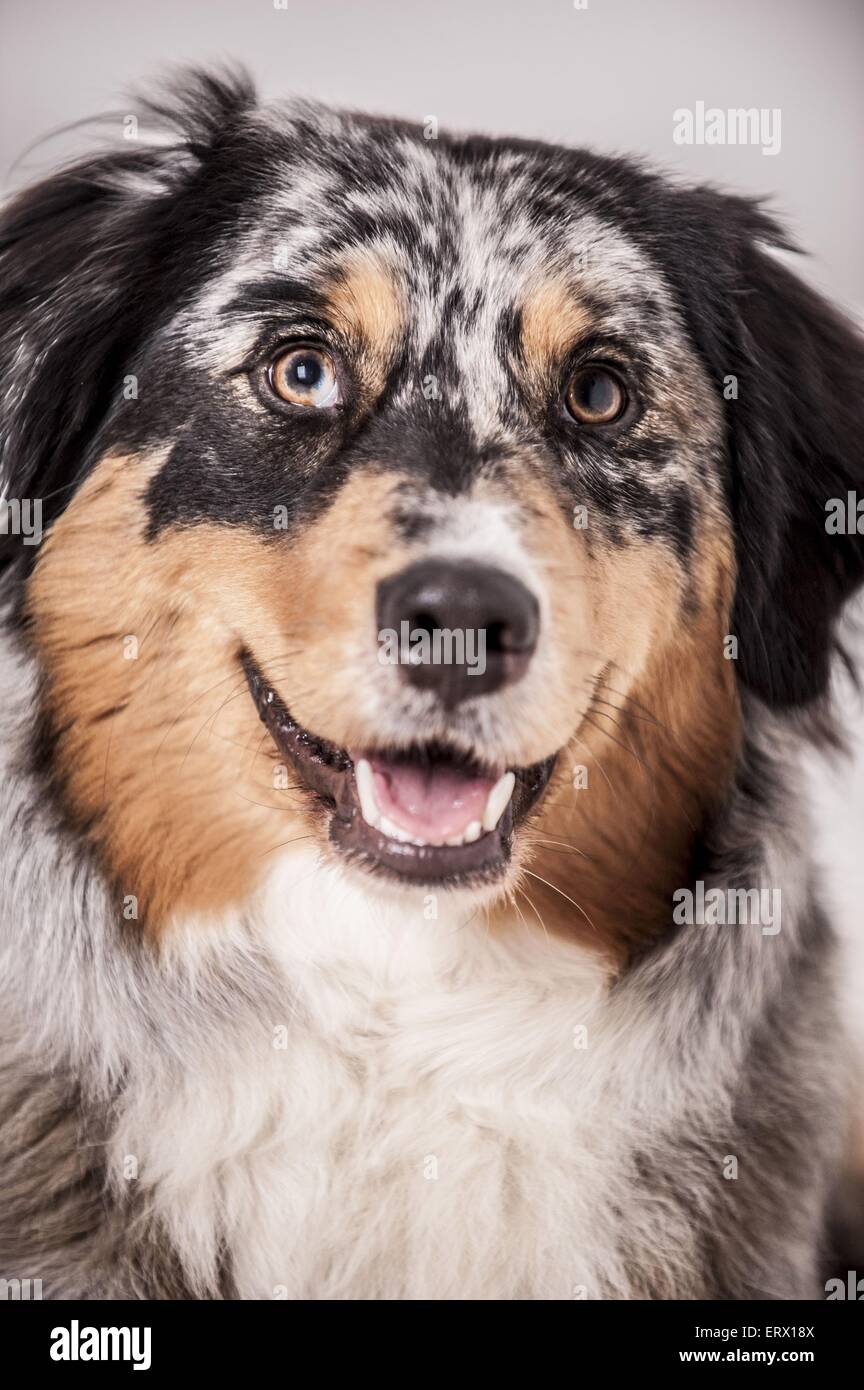 Australian Shepherd Portrait Stock Photo - Alamy