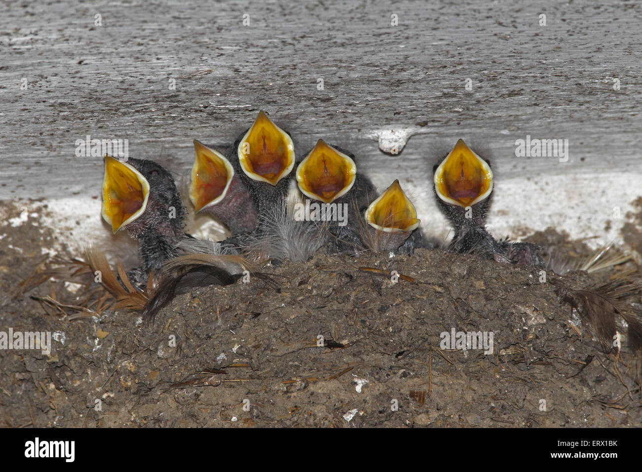 Barn swallow (Hirundo rustica) chicks begging for food, Allgäu, Bavaria, Germany Stock Photo