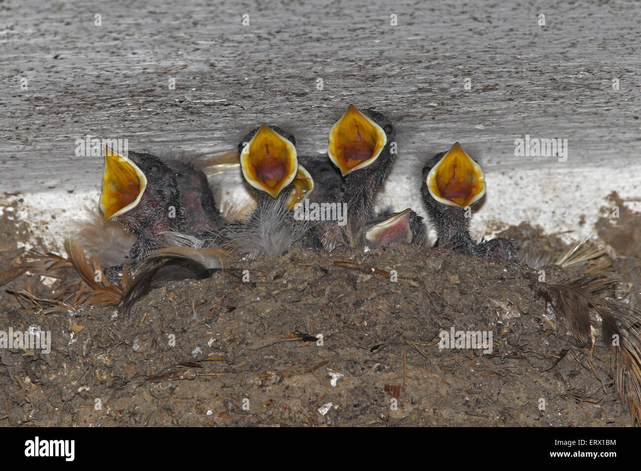 Barn swallow (Hirundo rustica) chicks begging for food, Allgäu, Bavaria, Germany Stock Photo