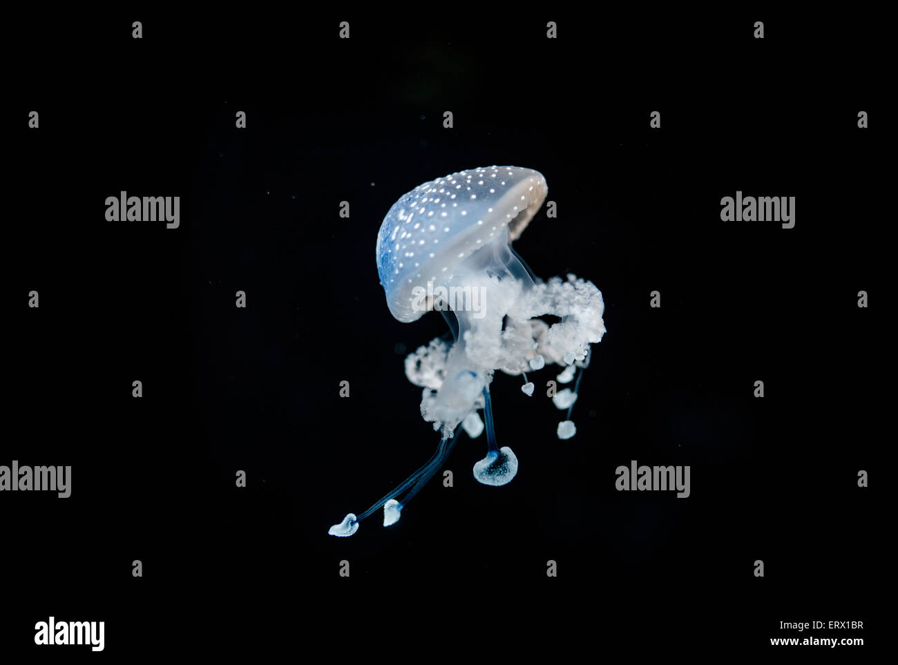 White-spotted Jellyfish (Phyllorhiza punctata), captive Stock Photo