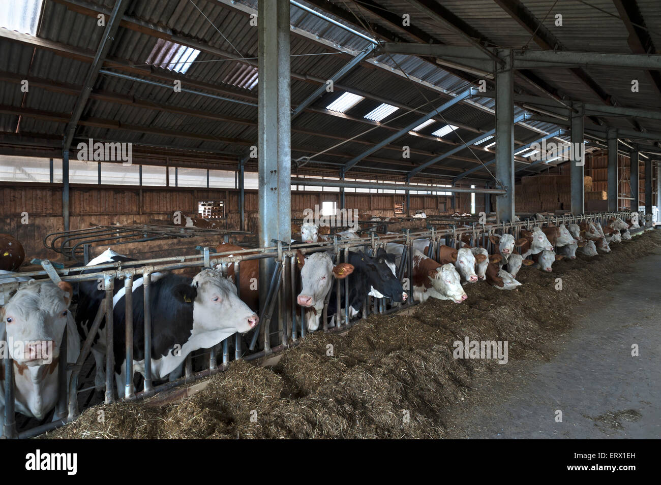 Young cattle at the feed fence in an exercise pen, Bavaria, Germany ...