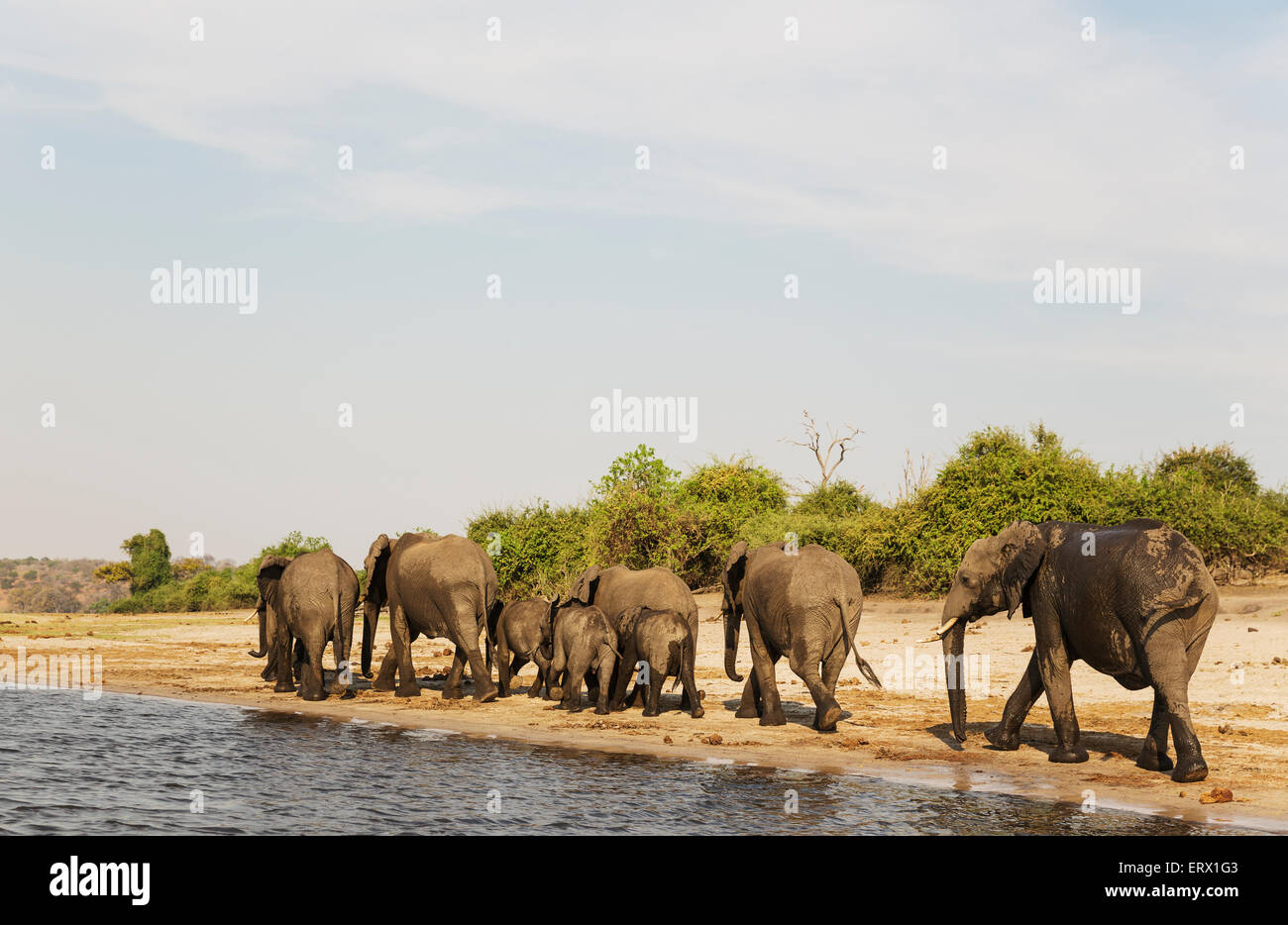 African Elephant (Loxodonta africana), breeding herd has been drinking at the bank of the Chobe River, photographed from a boat Stock Photo