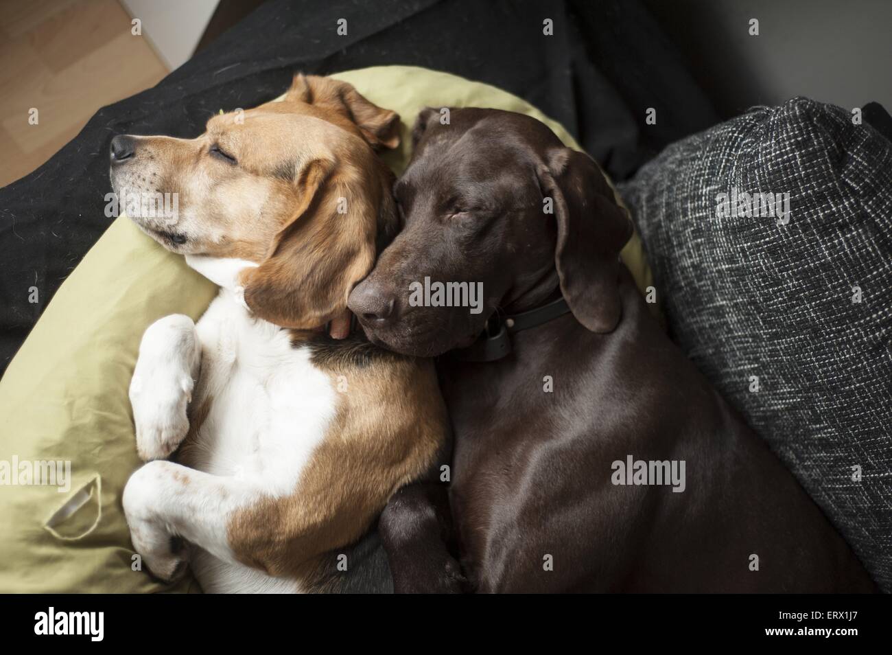 2 sleeping dogs Stock Photo