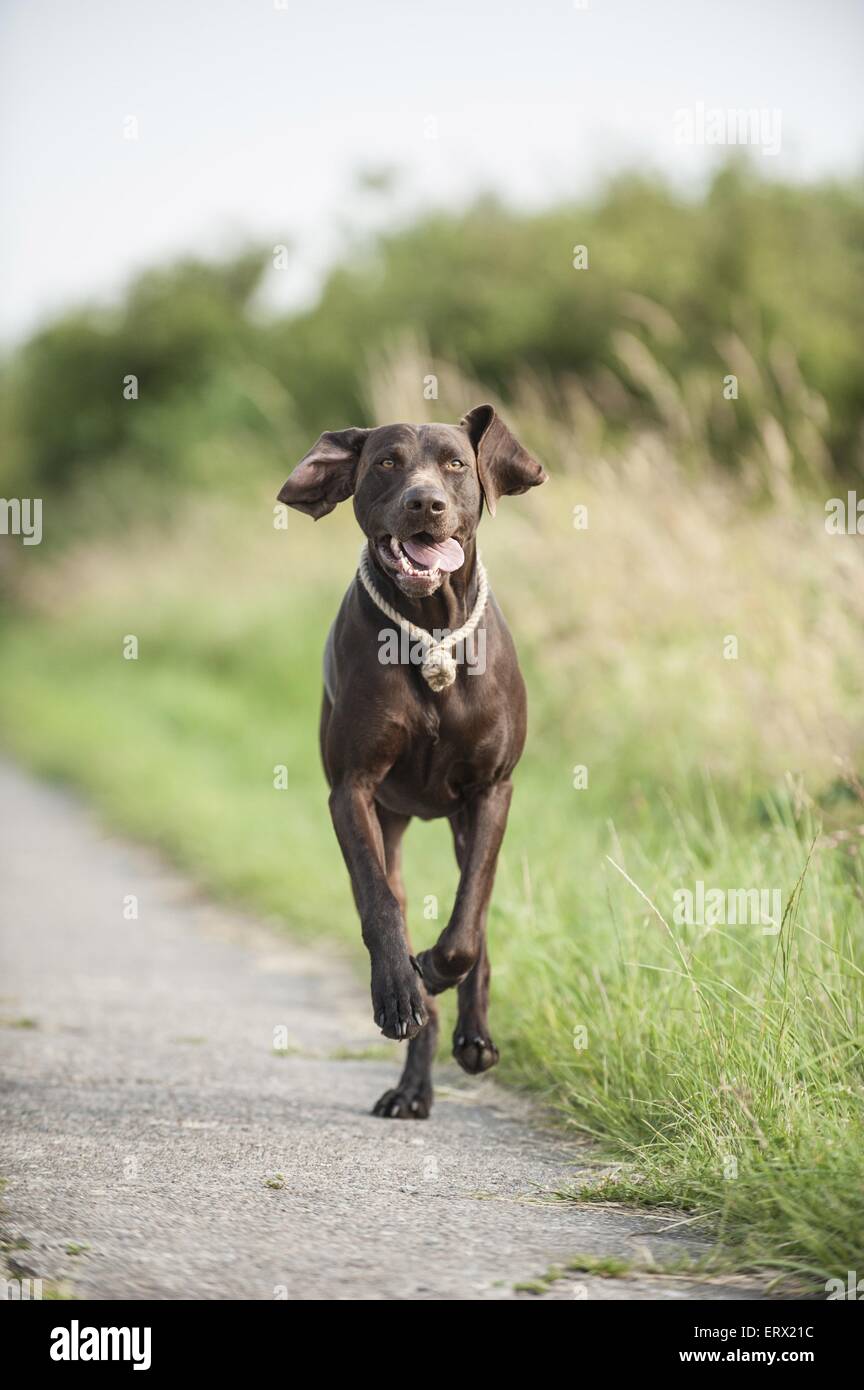 running German shorthaired Pointer Stock Photo - Alamy