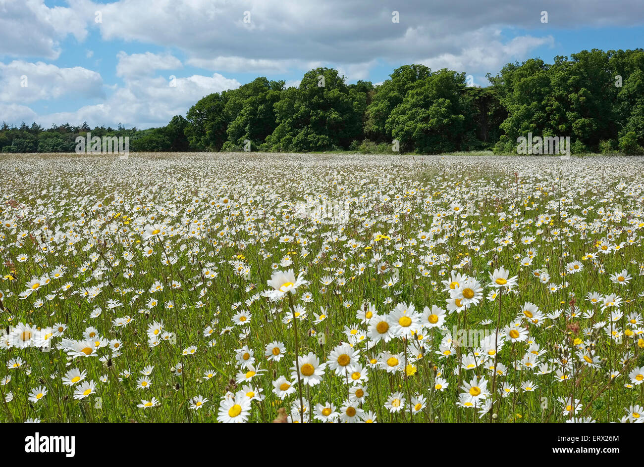 Oxeyed daisy hires stock photography and images Alamy