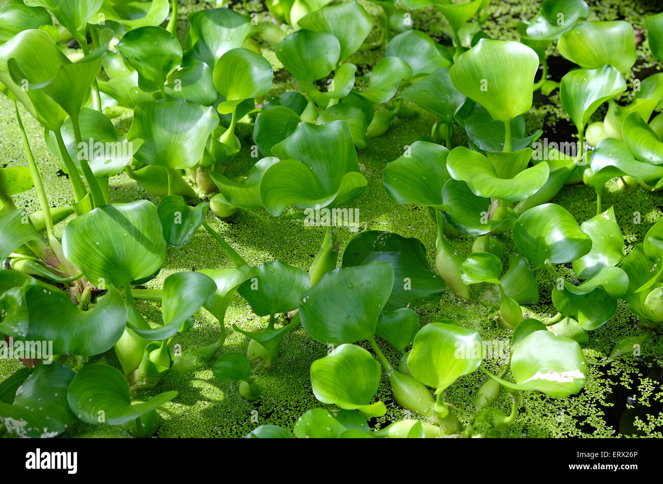 Water hyacinths hires stock photography and images Alamy