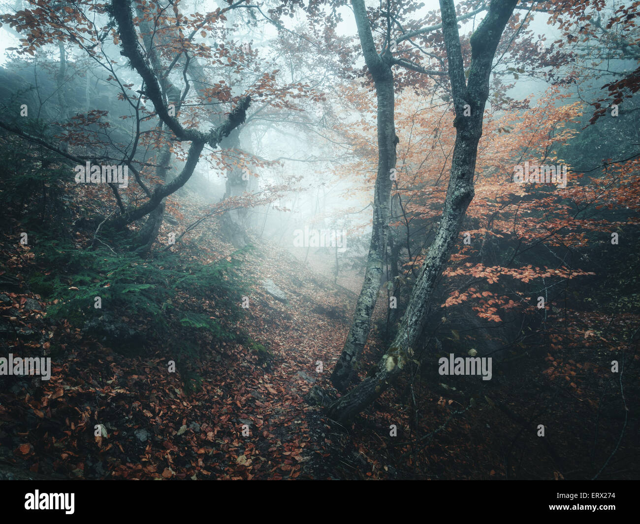 Trail through a mysterious dark old forest in fog. Autumn morning in ...