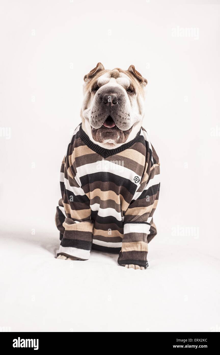 Blonde shar sale pei