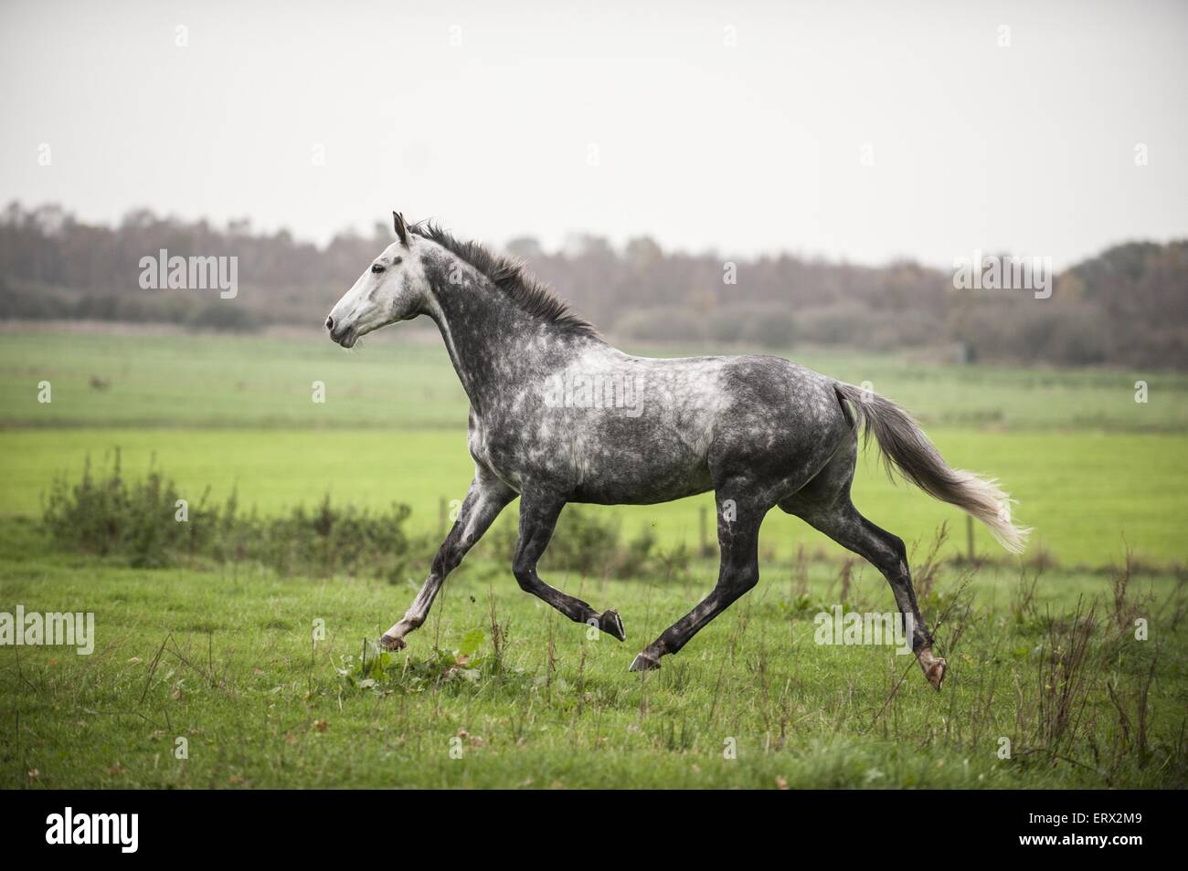 trotting Oldenburg Horse Stock Photo - Alamy