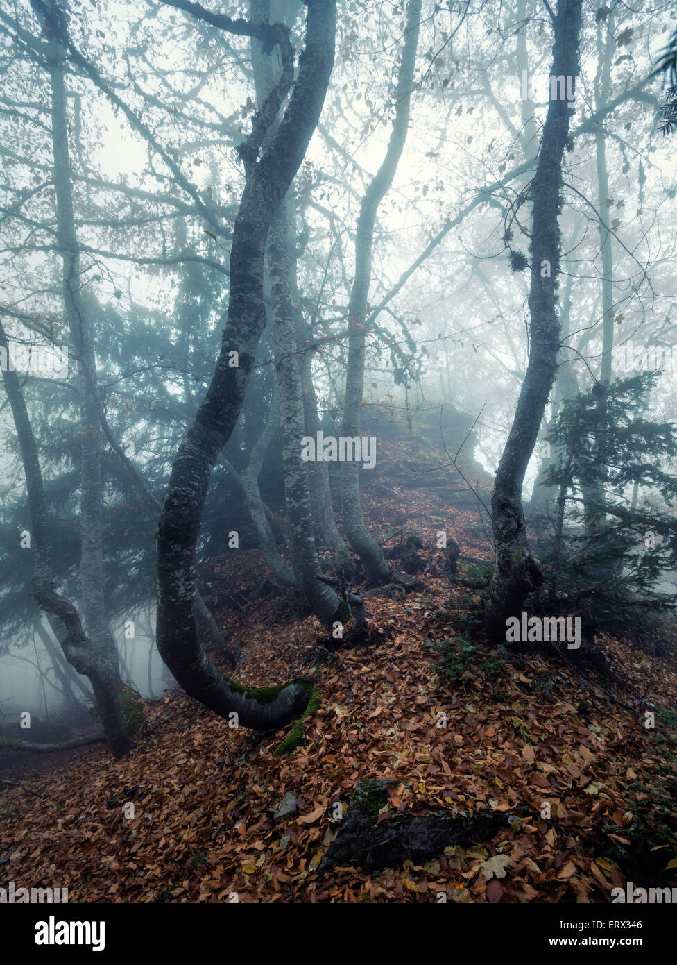 Trail through a mysterious dark old forest in fog. Autumn morning in ...