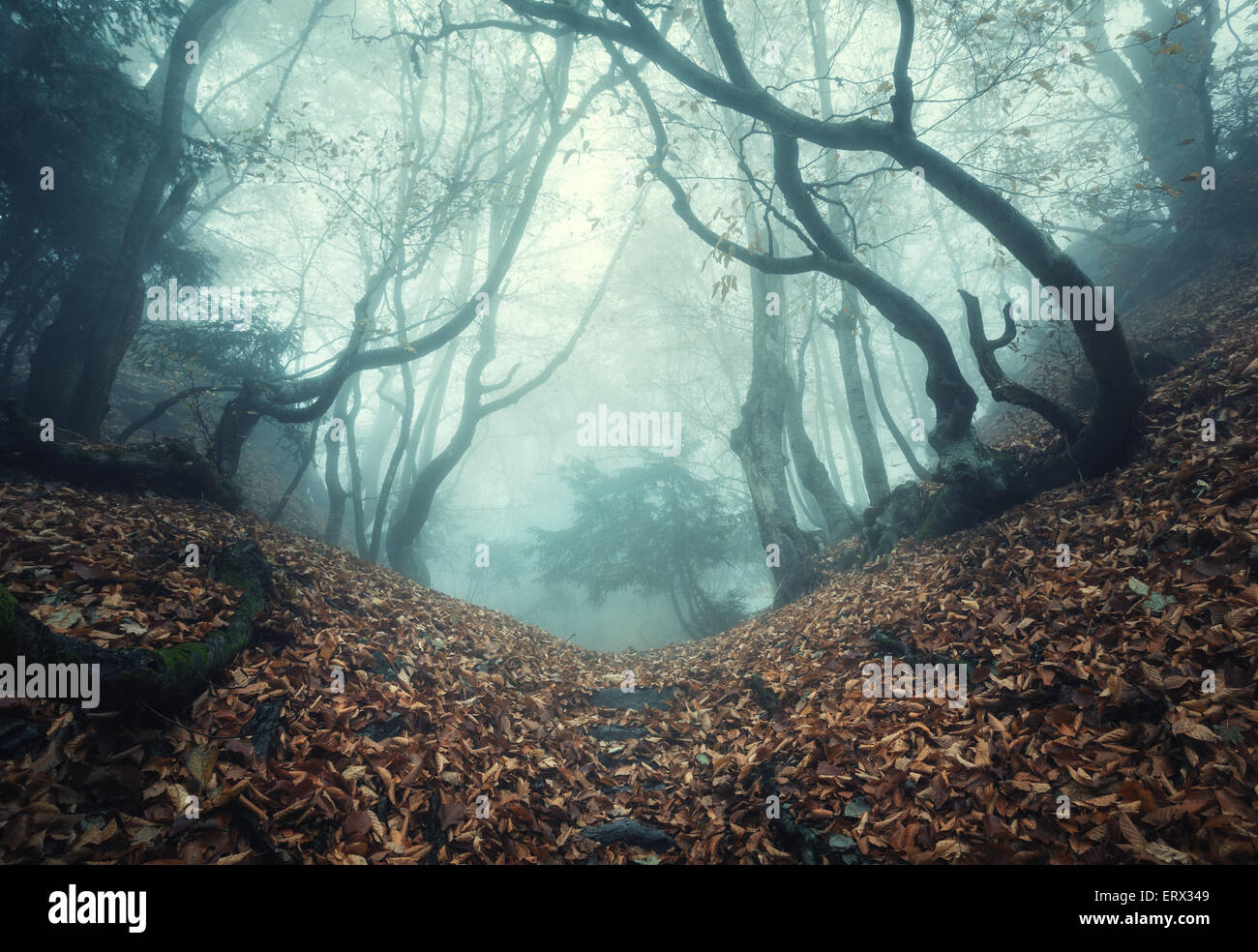 Trail through a mysterious dark old forest in fog. Autumn morning in ...