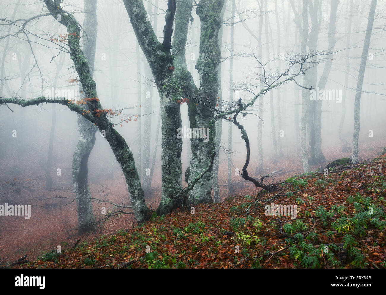 Trail through a mysterious dark old forest in fog. Autumn morning in ...