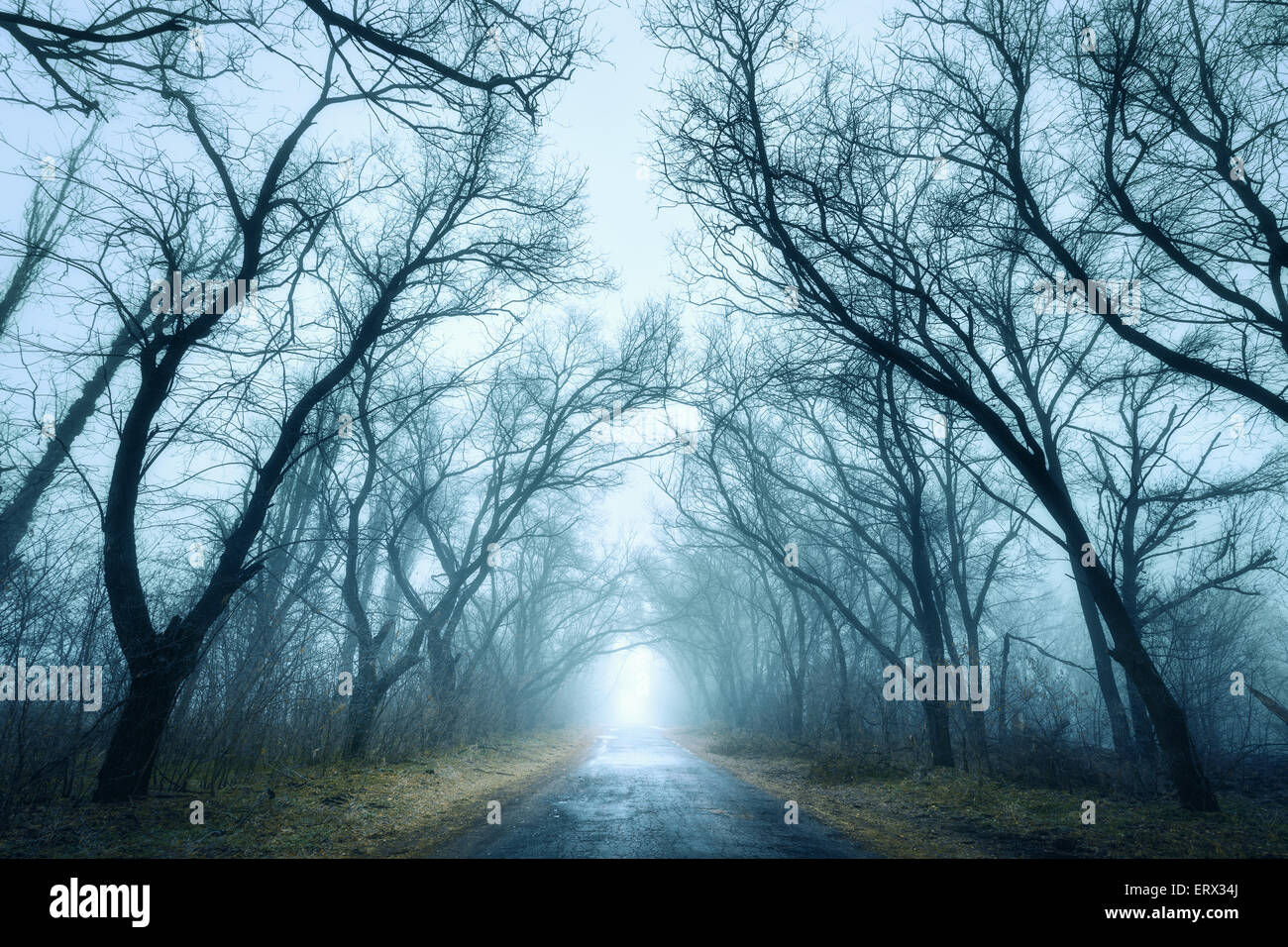 Mysterious dark autumn forest in green fog with road, trees and ...