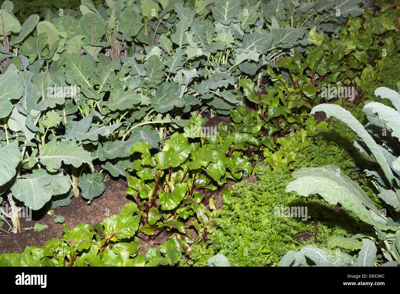 Vegetables in a growing in a garden Stock Photo