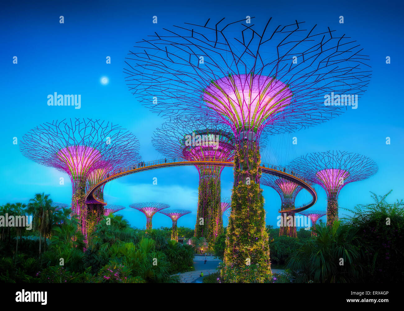 SINGAPORE-JUN 1: Evening view of The Supertree Grove at Gardens by the Bay on Jun 1, 2015 in Singapore. Stock Photo