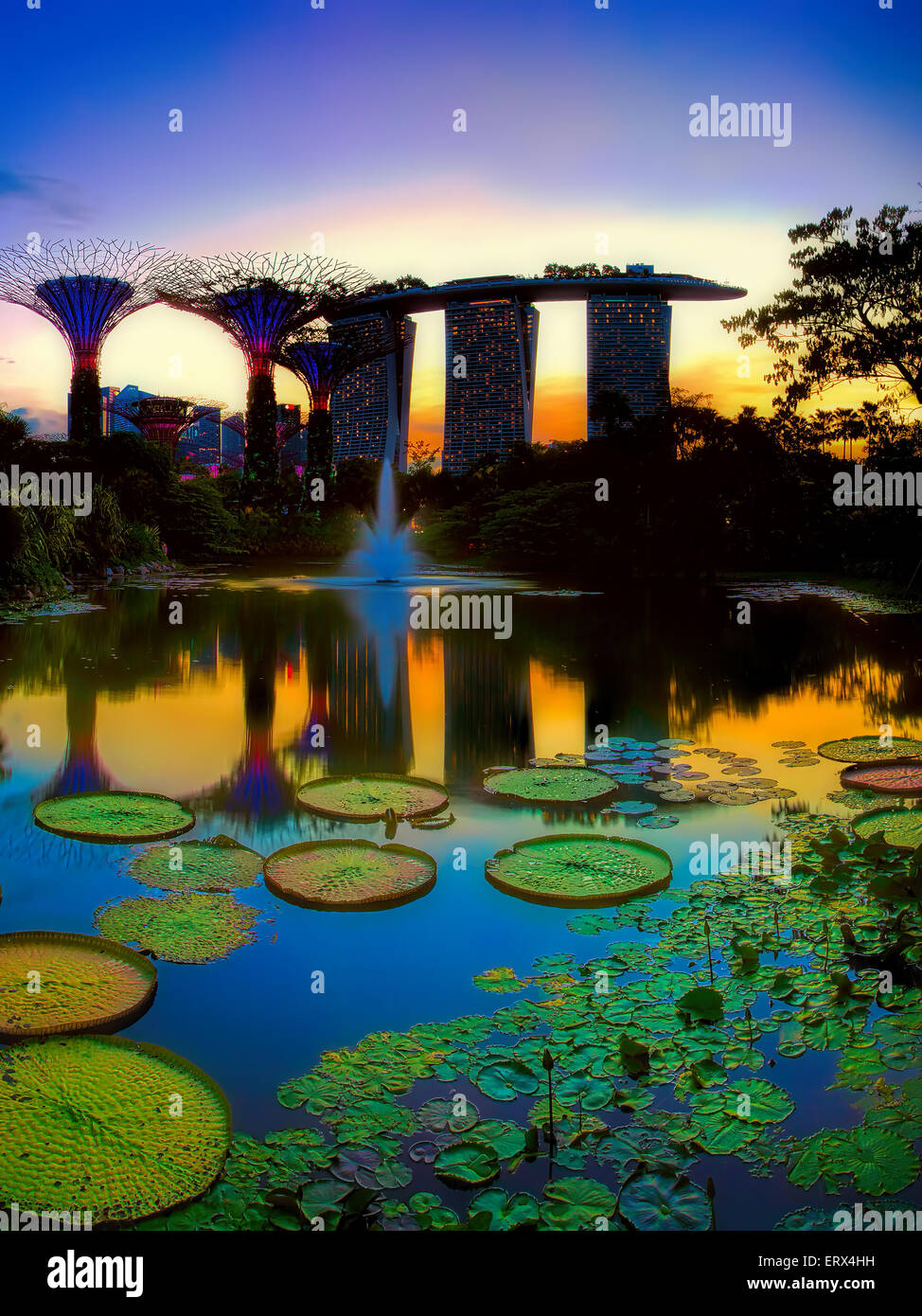 SINGAPORE-JUN 07: Evening view of Water Lily pond, and Marina Bay Sands at Gardens by the Bay on Jun 07, 2015 in Singapore. Stock Photo