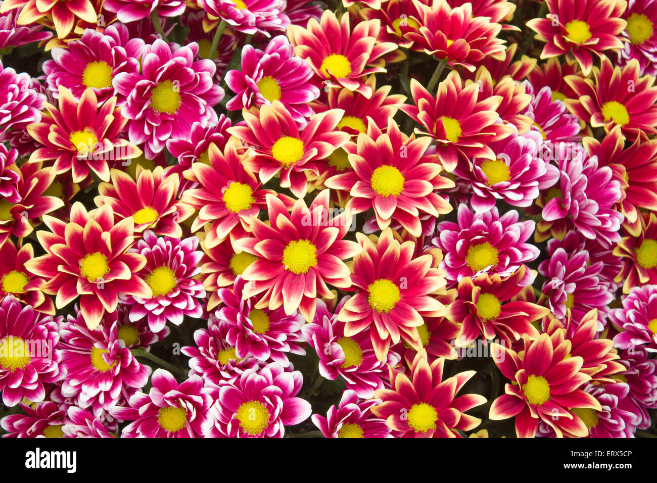 Dark pink hires stock photography and images Alamy