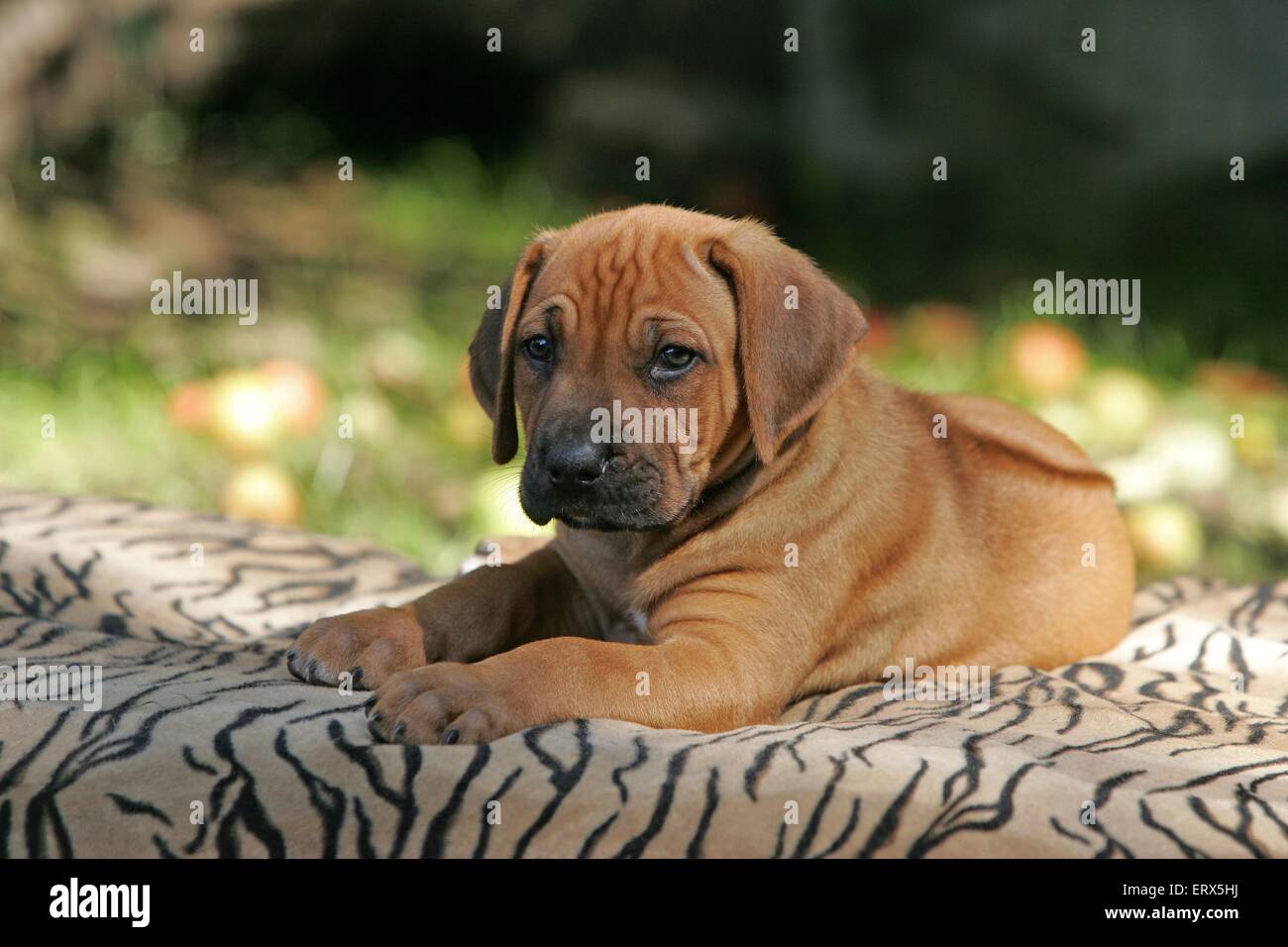 Rhodesian Ridgeback Puppy Stock Photo - Alamy