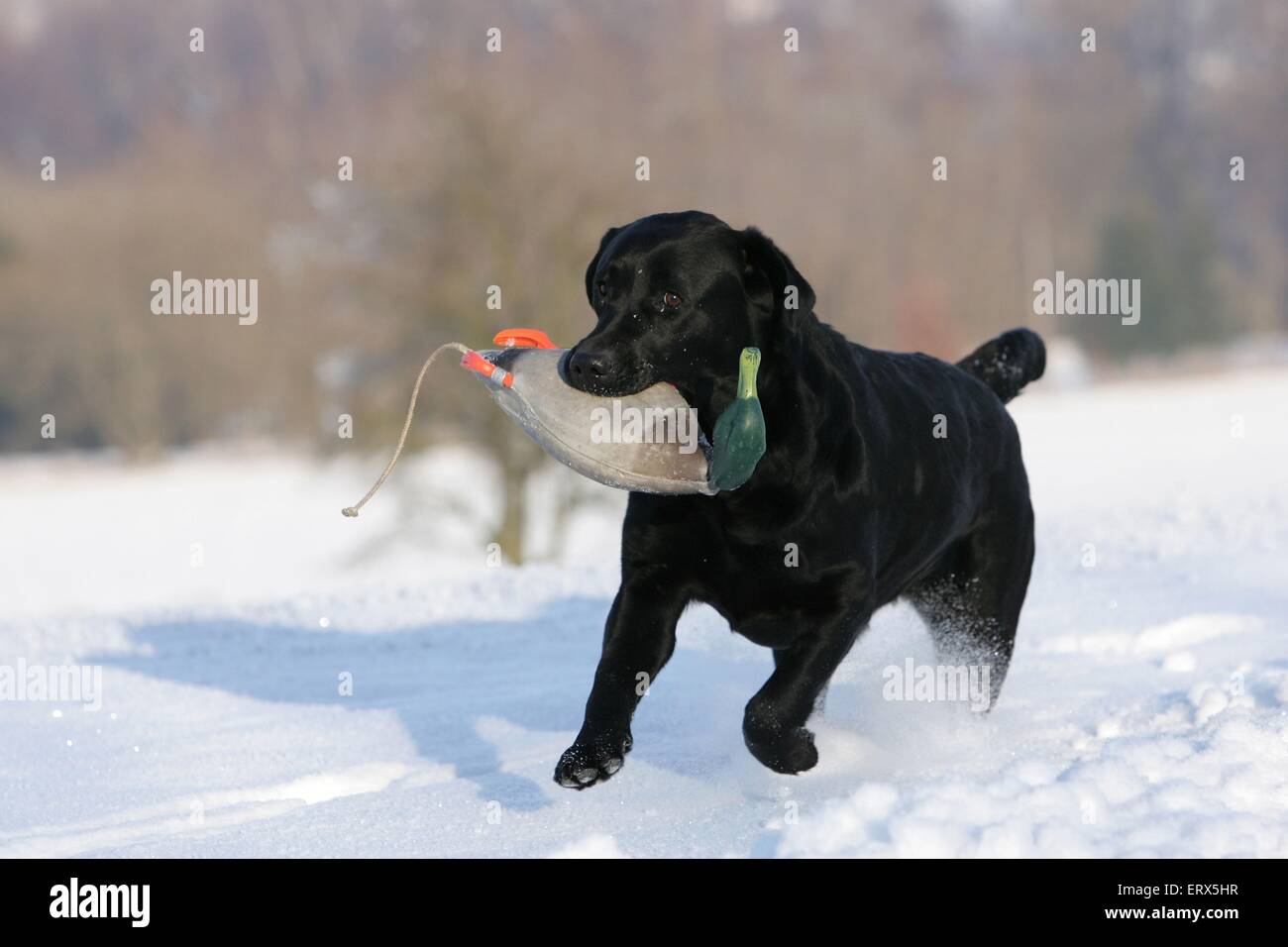 running Labrador Retriever Stock Photo - Alamy