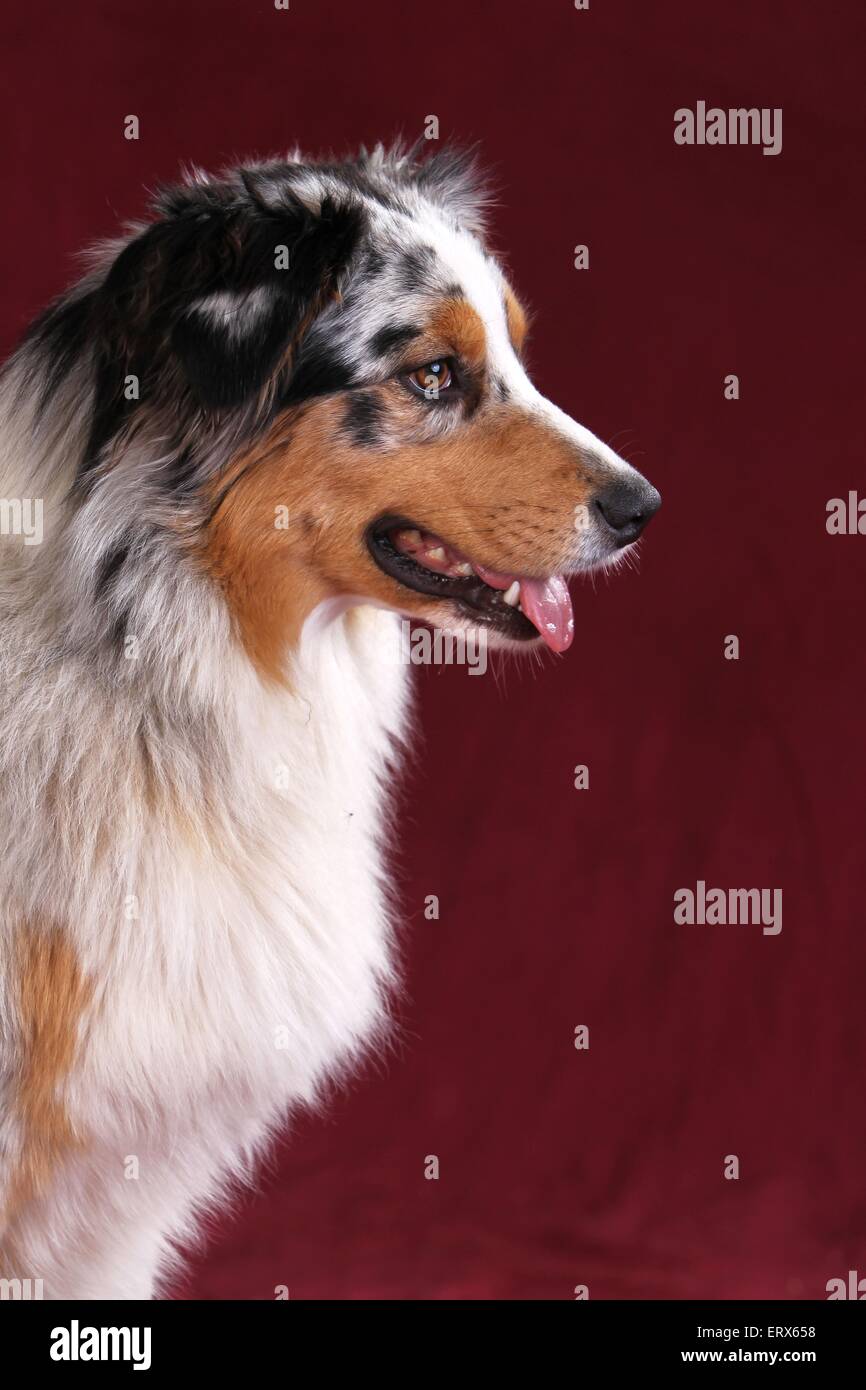 Australian Shepherd Portrait Stock Photo - Alamy