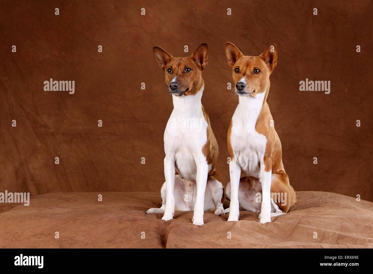 Basenjis Stock Photo