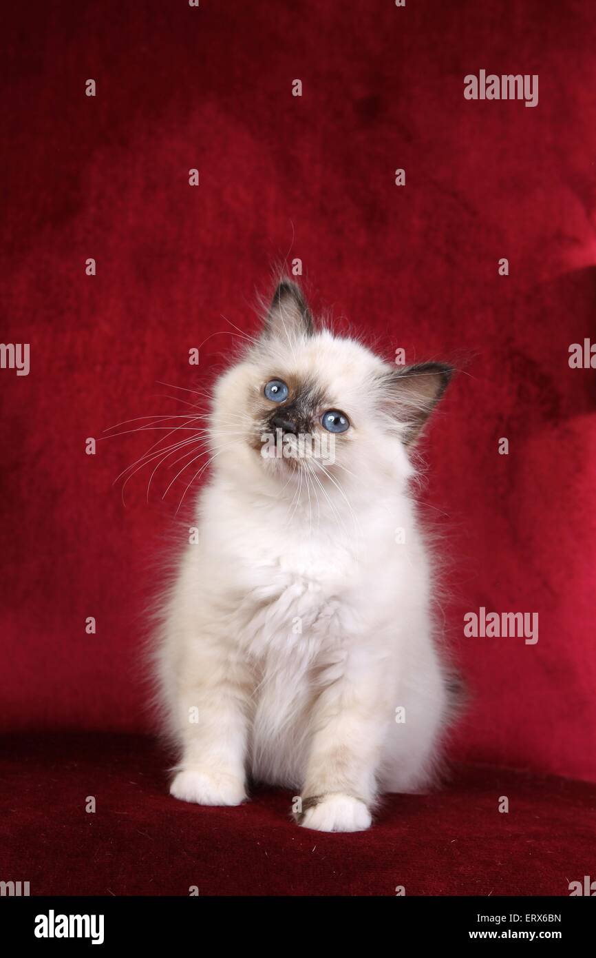 Sacred Birman Kitten Stock Photo - Alamy