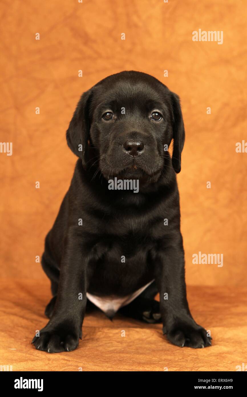 Labrador Retriever Puppy Stock Photo Alamy