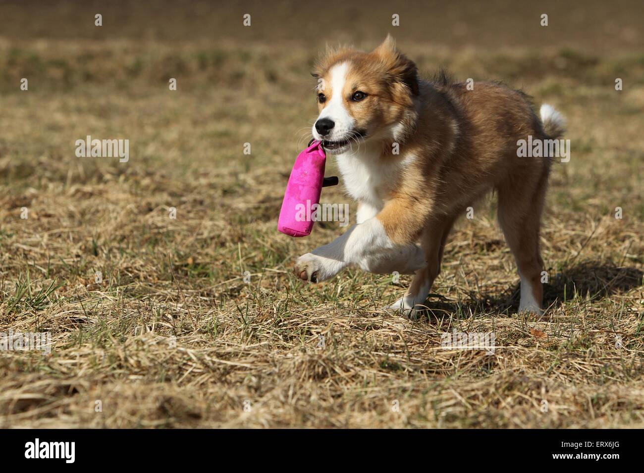 playing Border Collie Puppy Stock Photo