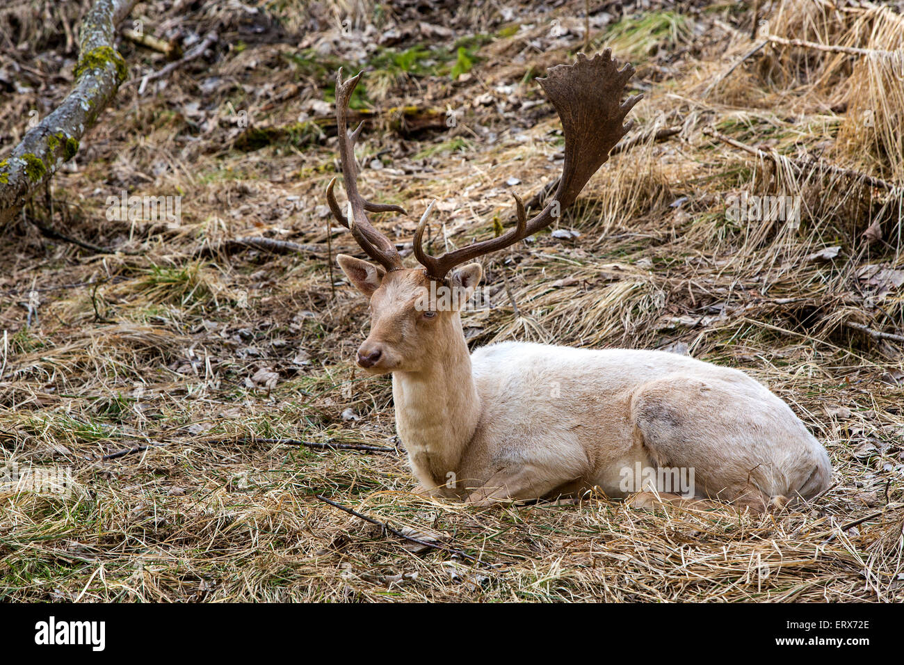 Albino buck deer sits in the forest Stock Photo