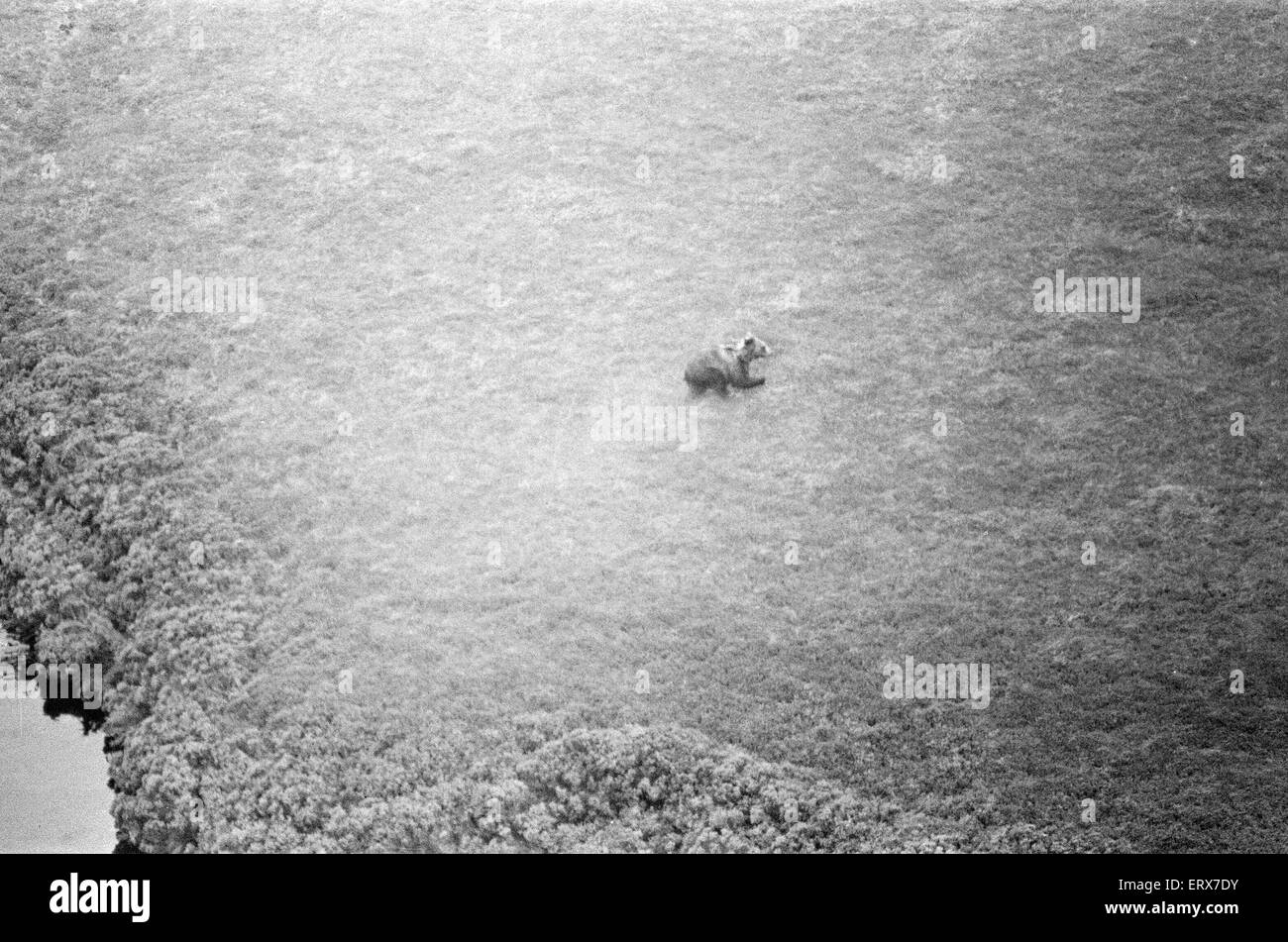 Hercules The Bear, tracked down and captured on the waste moorlands of North Uist, in the Outer Hebrides of Scotland. 14th September 1980. The Bear was chased down by helicopter. Hercules has been in the wild for 3 weeks. Stock Photo