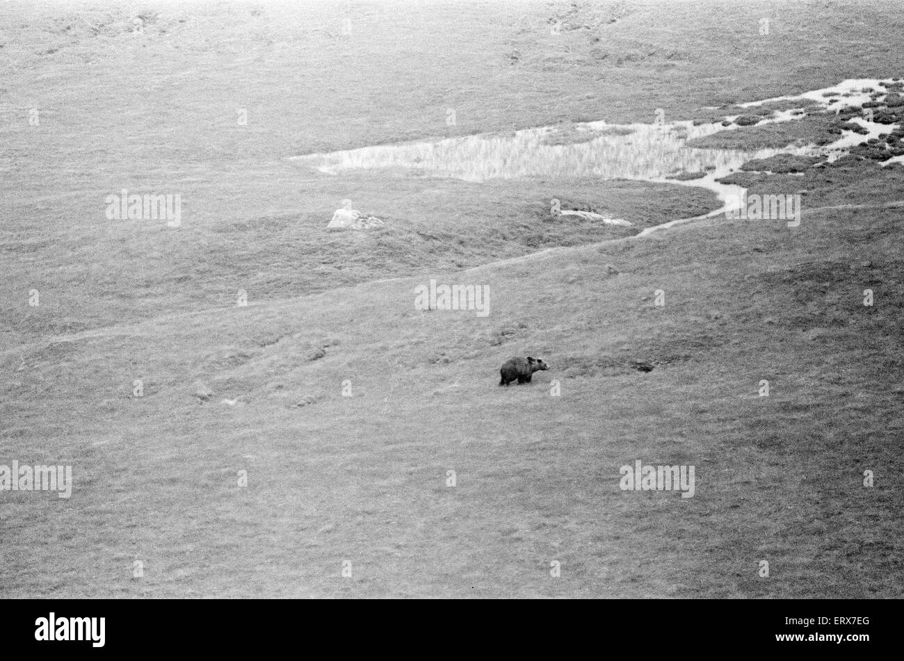 Hercules The Bear, tracked down and captured on the waste moorlands of North Uist, in the Outer Hebrides of Scotland. 14th September 1980. The Bear was chased down by helicopter. Hercules has been in the wild for 3 weeks. Stock Photo