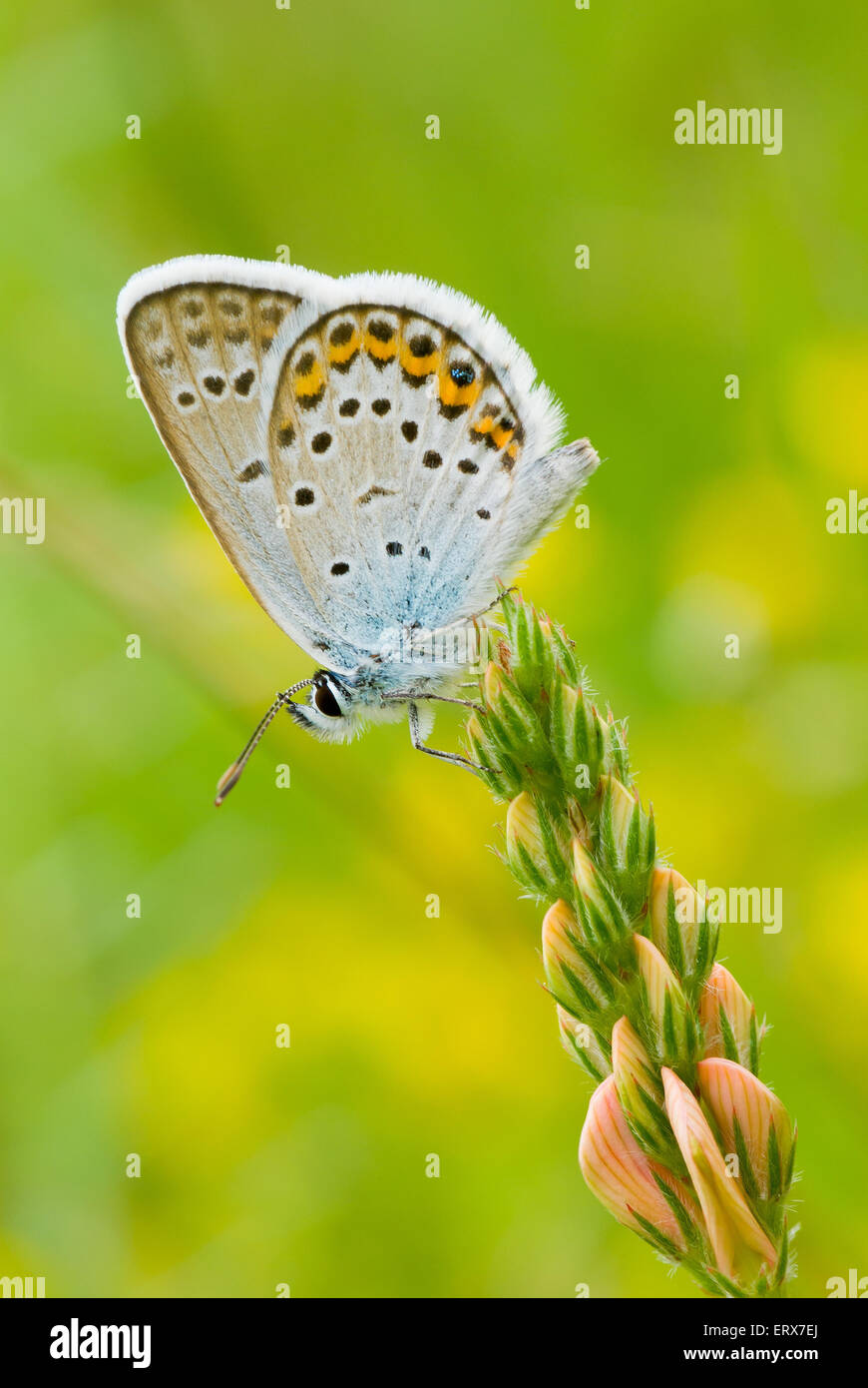 Blue butterfly in wild hi-res stock photography and images - Alamy