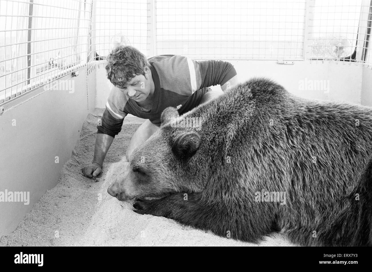 Hercules The Bear, tracked down and captured on the waste moorlands of
