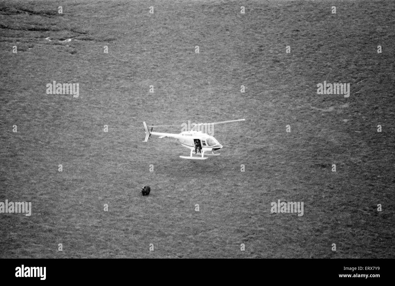 Hercules bear hebrides hires stock photography and images Alamy