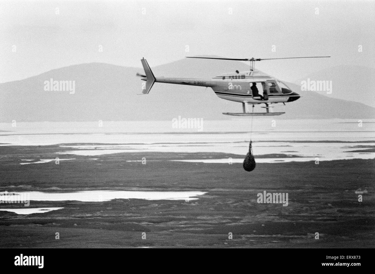 Hercules The Bear, tracked down and captured on the waste moorlands of