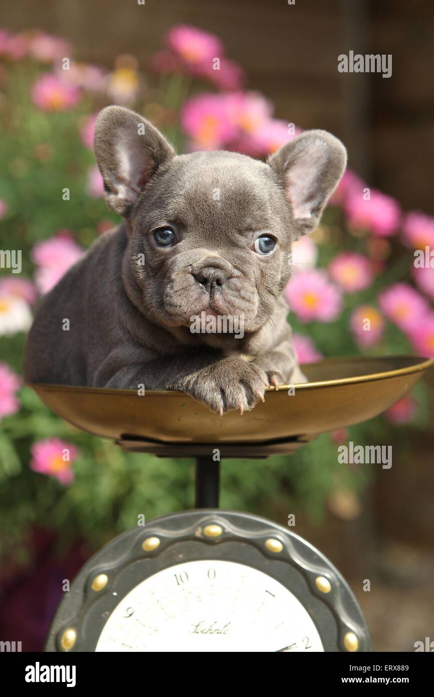 https://c8.alamy.com/comp/ERX889/french-bulldog-puppy-ERX889.jpg
