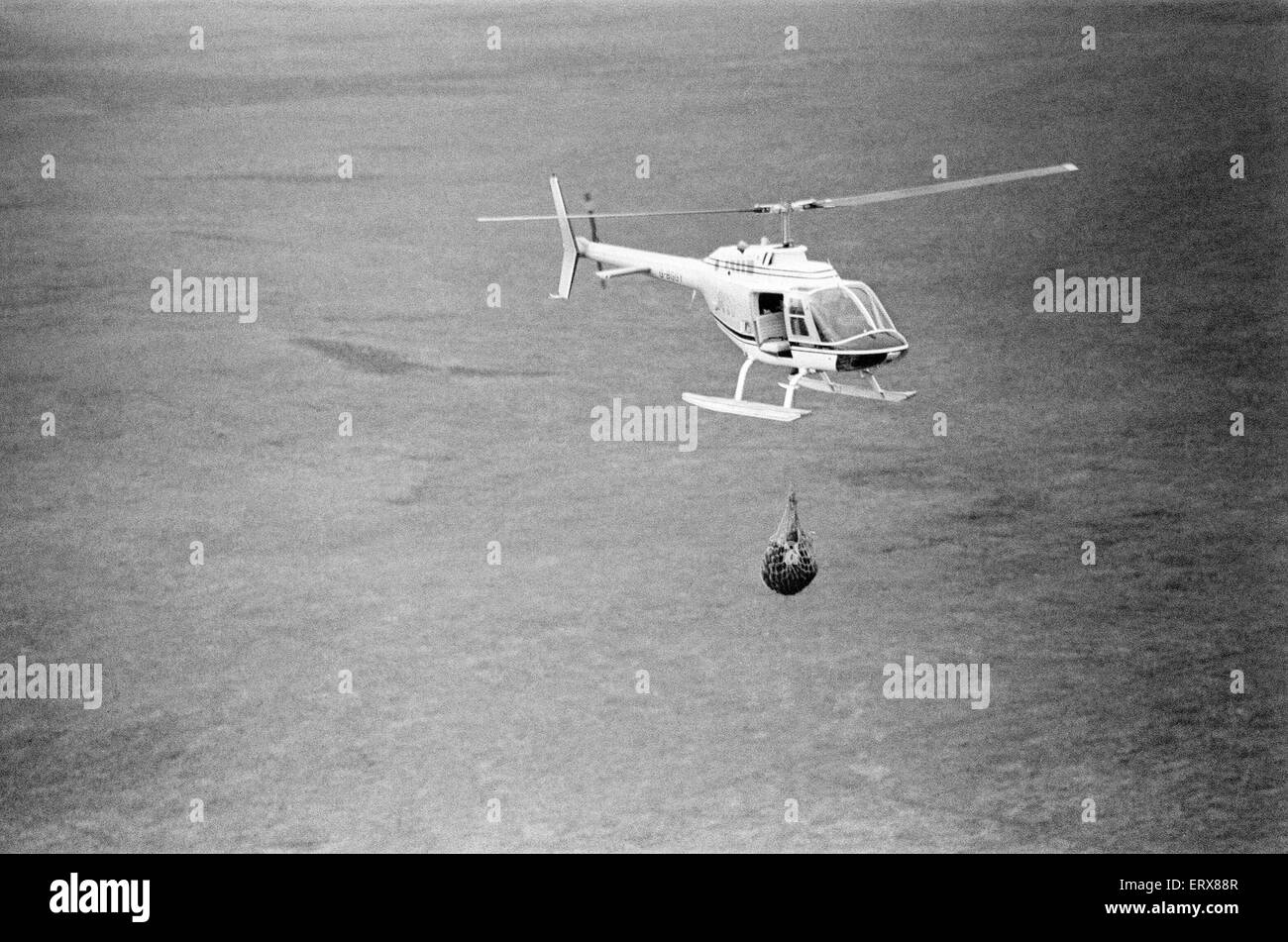 Hercules The Bear, tracked down and captured on the waste moorlands of