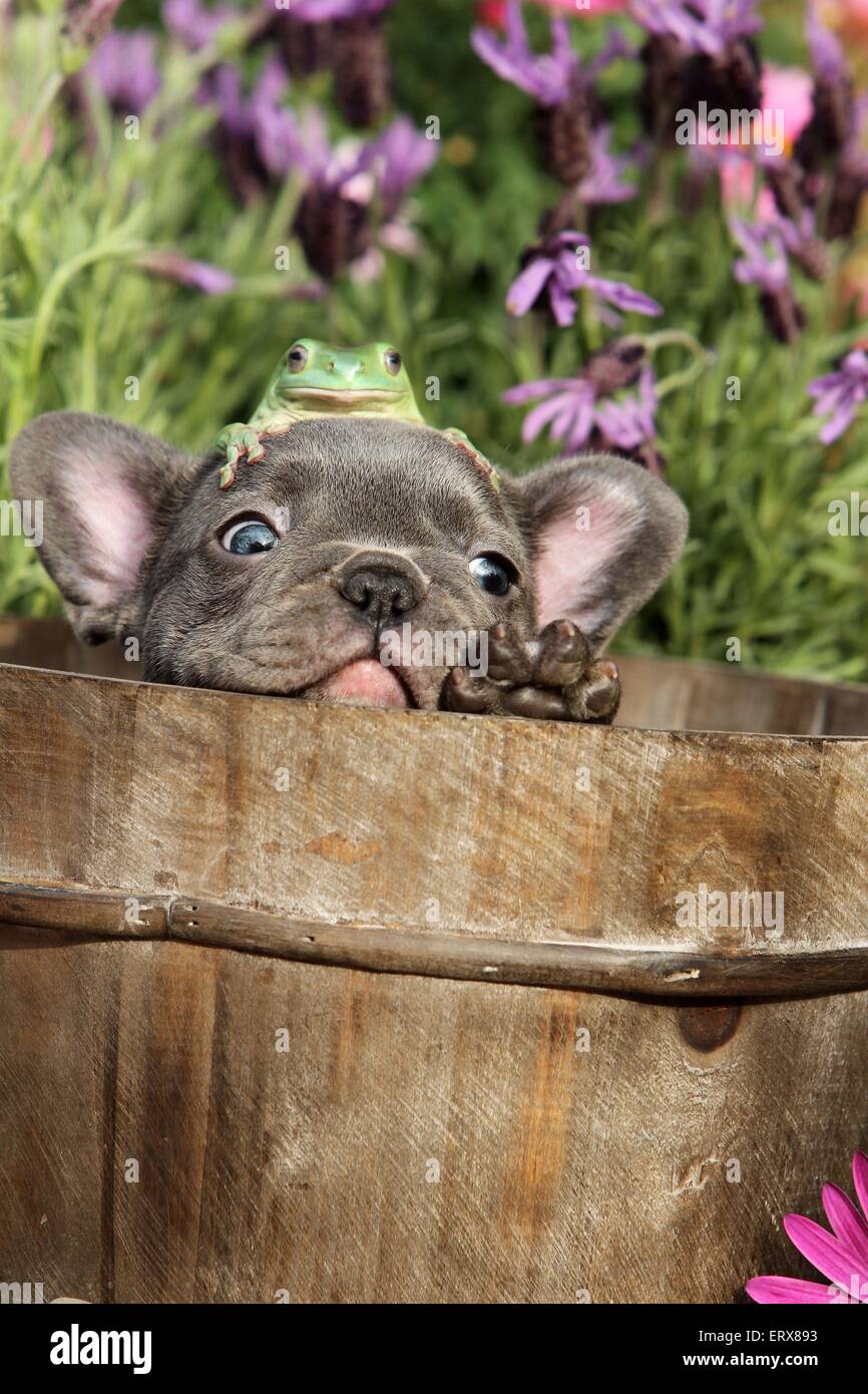 Puppy and frog Stock Photo