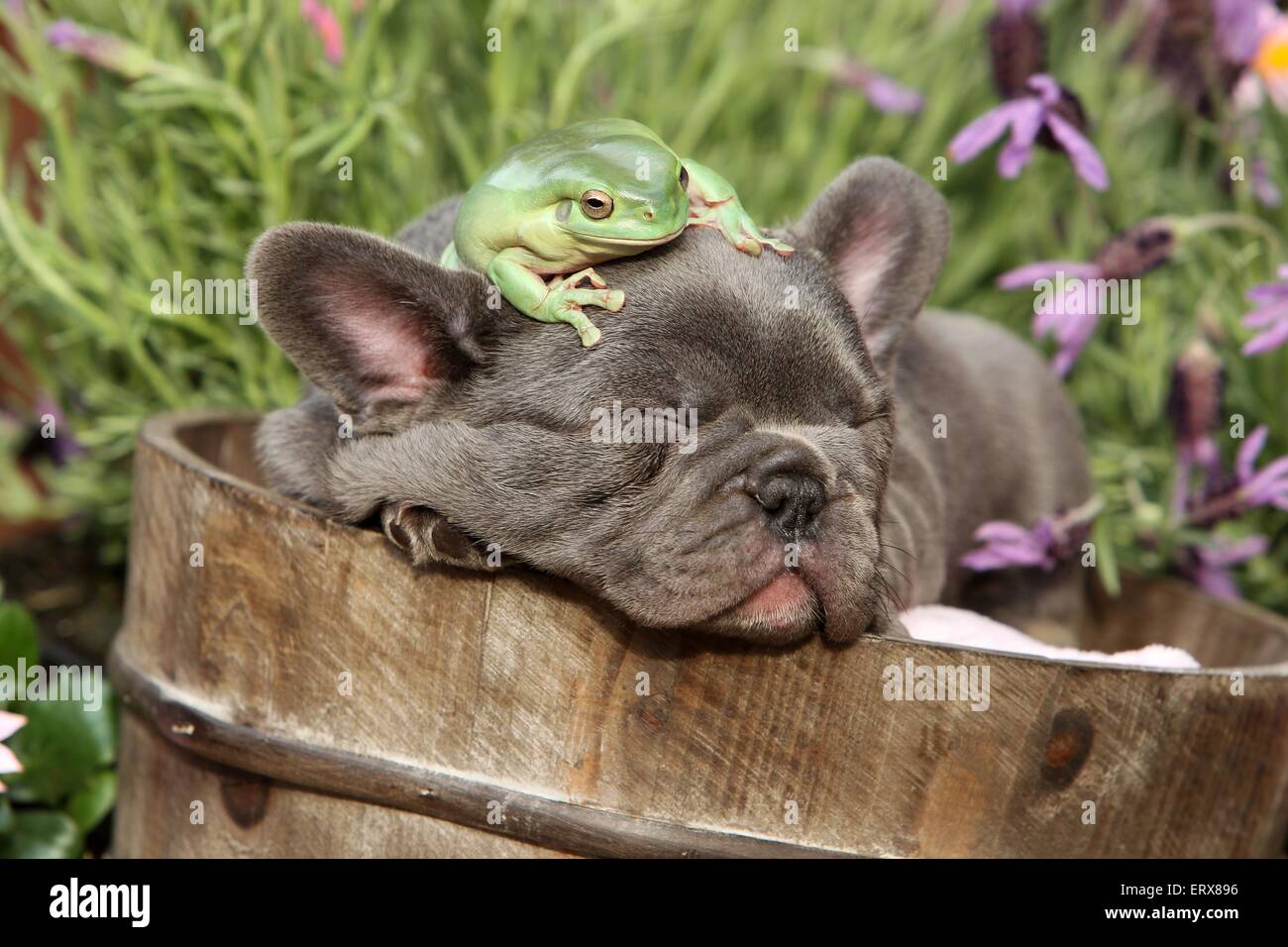 Puppy and frog Stock Photo