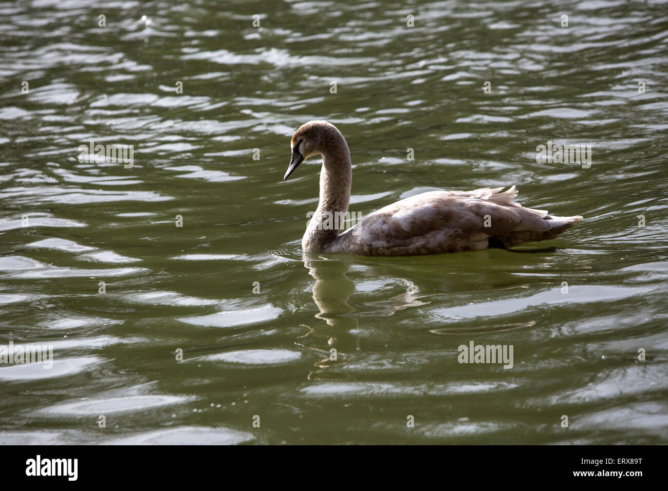 Young gray swan swimming in the lake Stock Photo