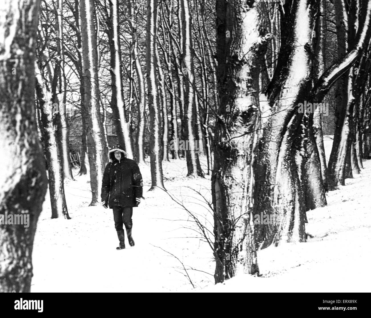 Person walking in woods. Guisborough, Middlesbrough. 28th November 1980. Stock Photo