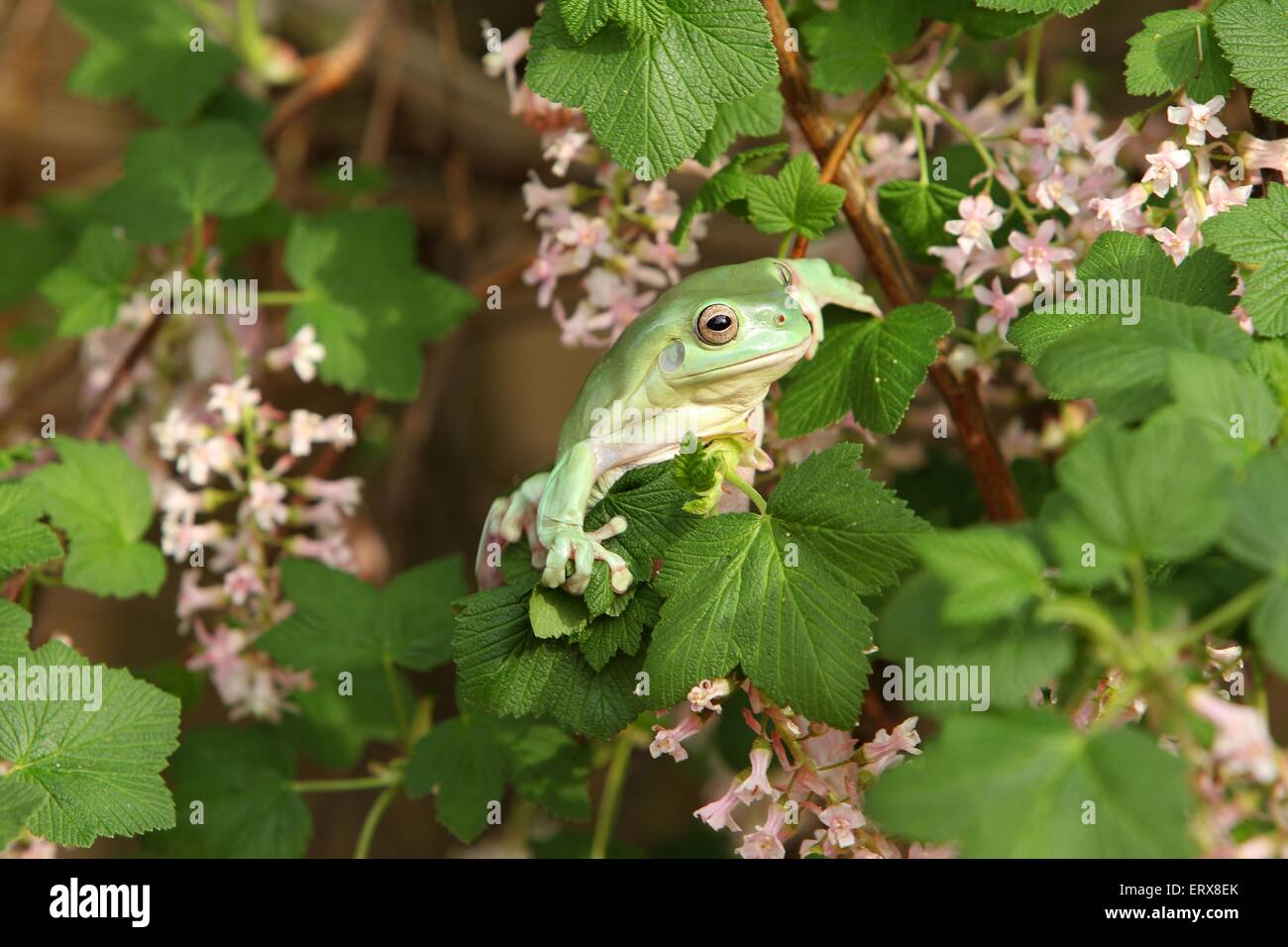 Australian green tree frog Stock Photo