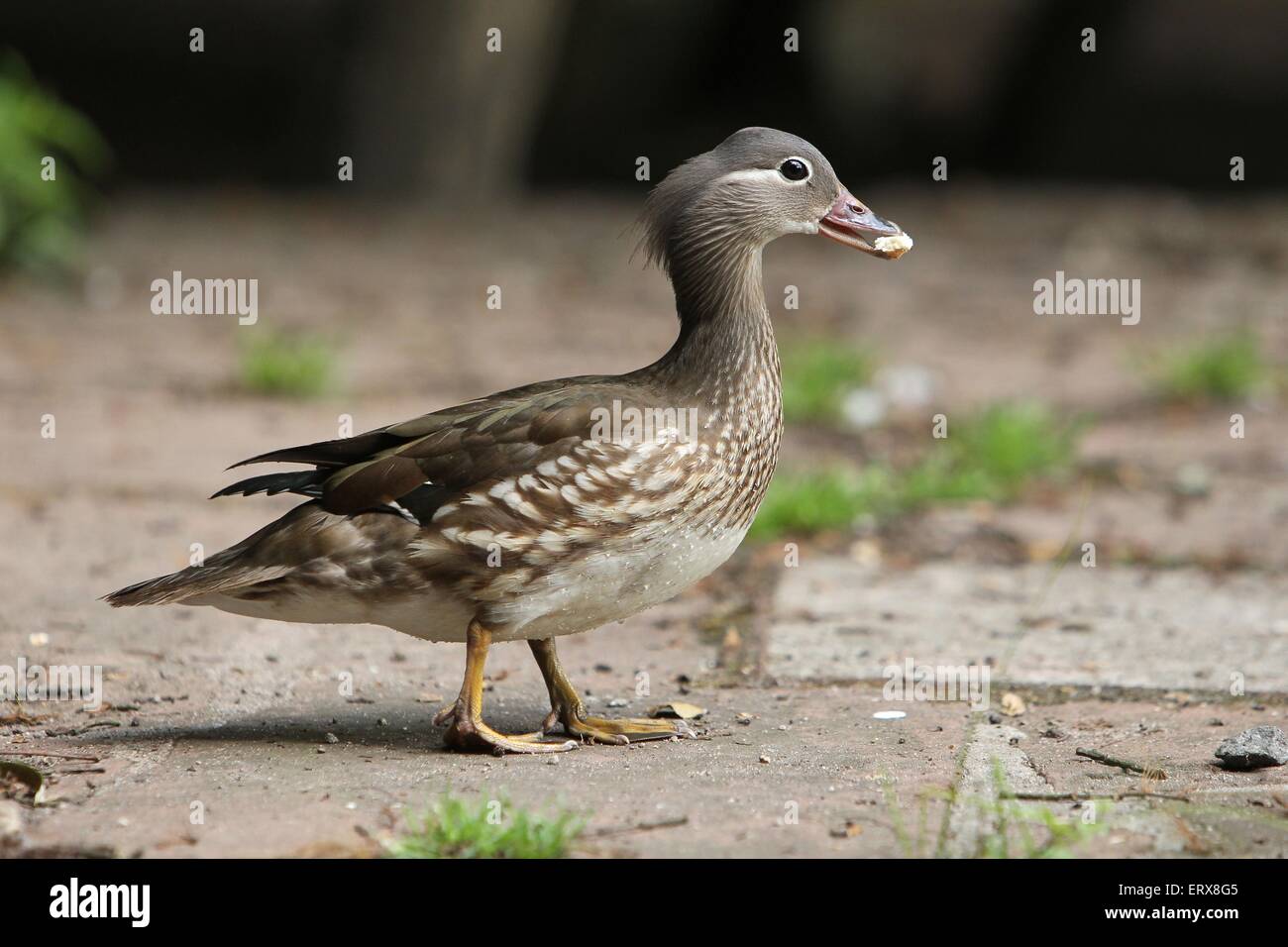 Mandarin duck Stock Photo