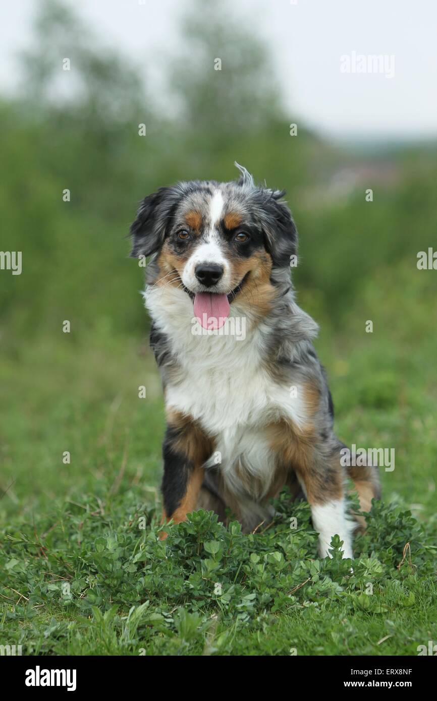 Miniature Australian Shepherd Stock Photo Alamy