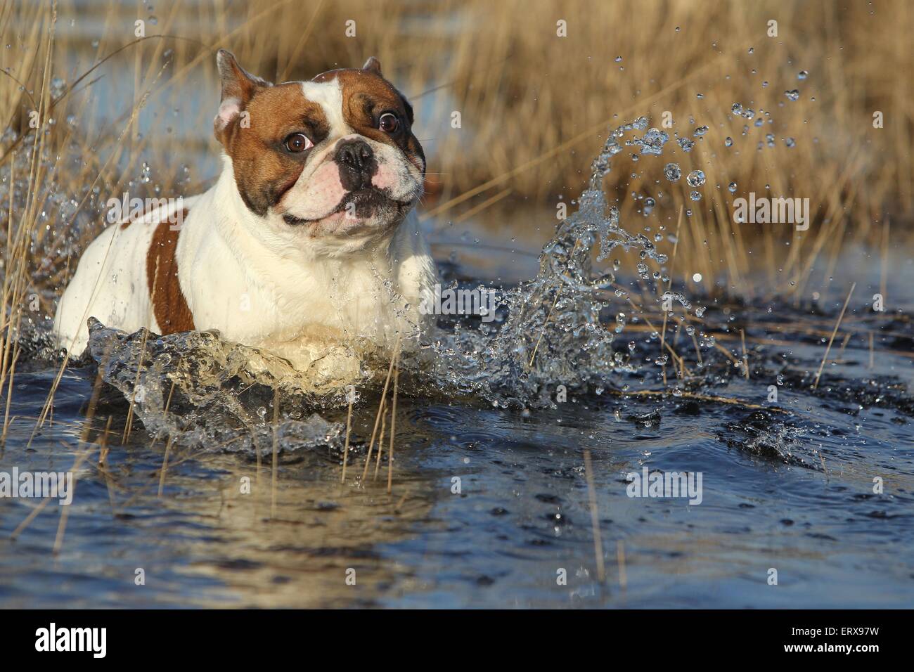 swimming French Bulldog Stock Photo - Alamy