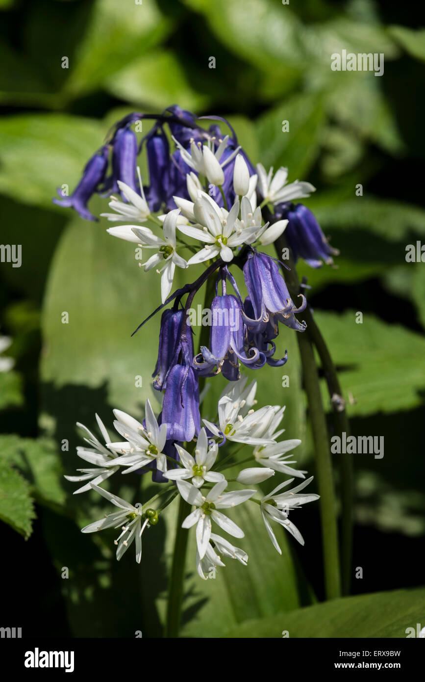 Wild Flowers at Wharfe Wood Bluebells and Ramsons Stock Photo