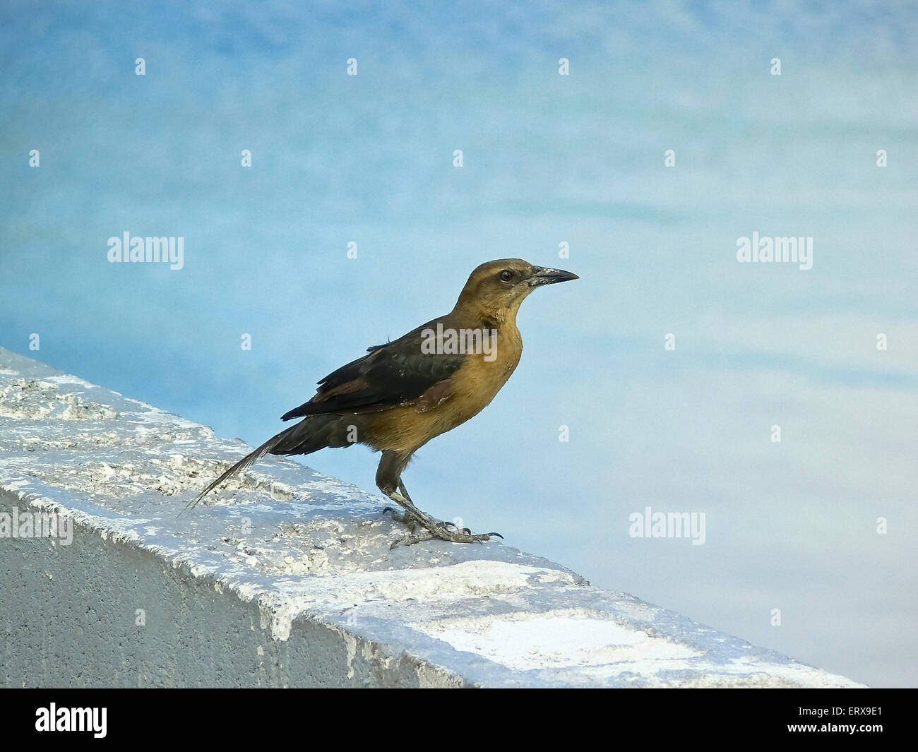 little shy bird Stock Photo