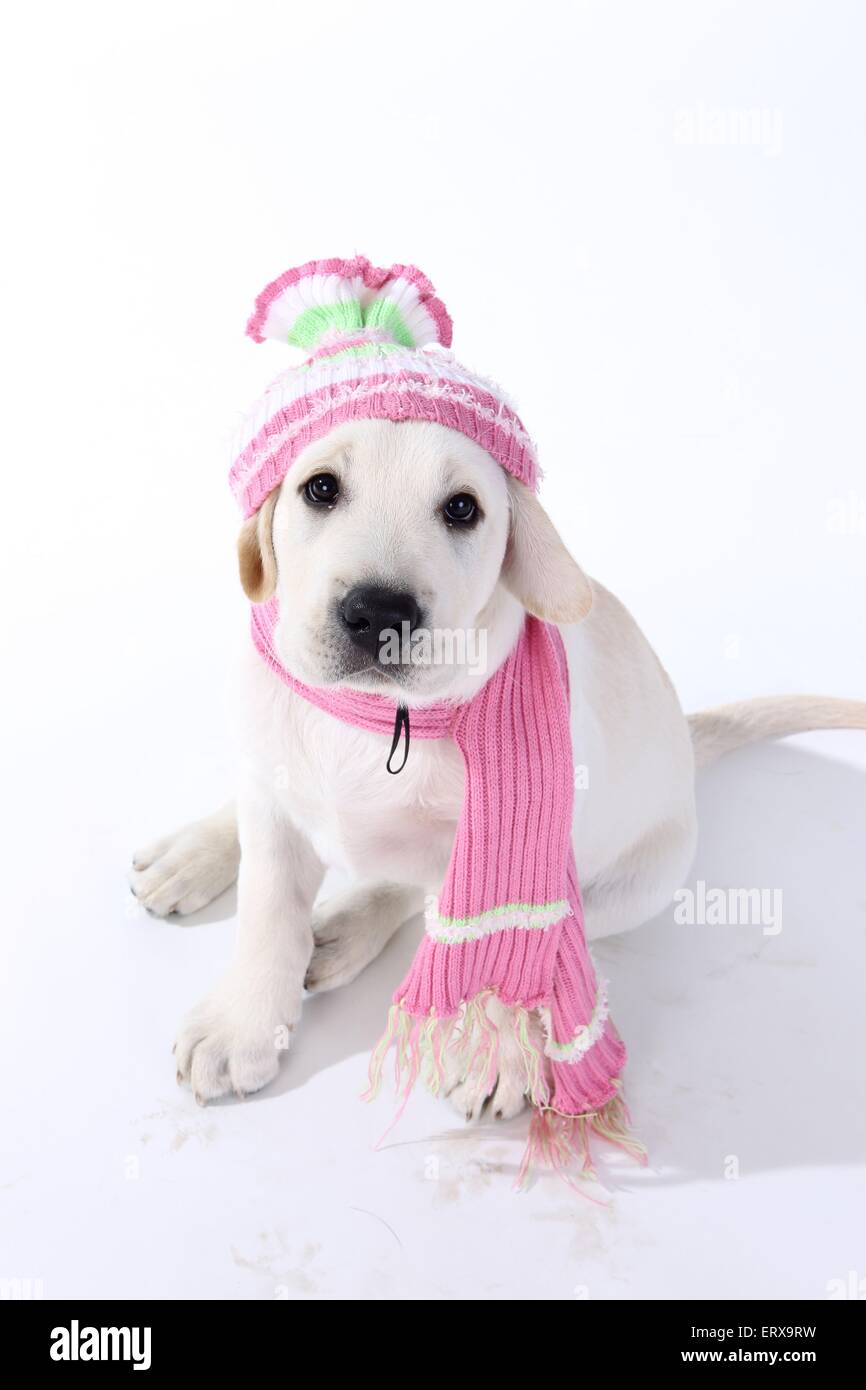 Labrador Retriever Puppy Stock Photo Alamy