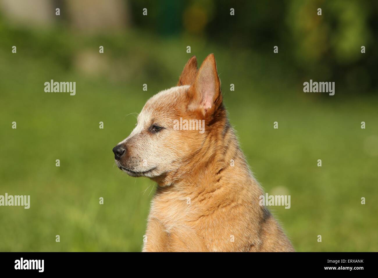 Are Canaan Dog Puppies Lazy